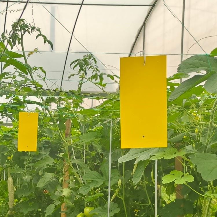 Yellow Insect Sticky Traps suppliers